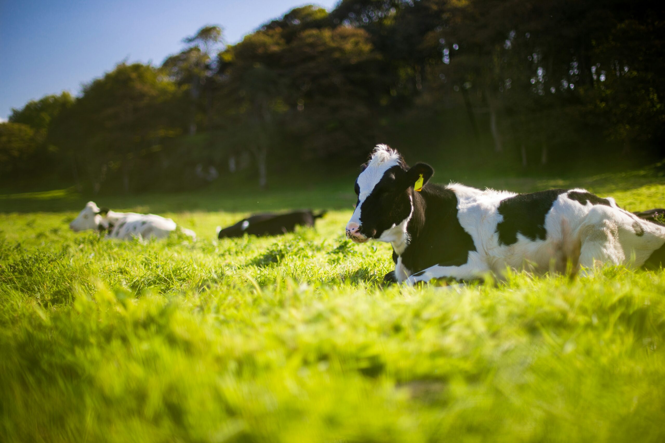 New NHVR Livestock Regulatory Advice Summarised